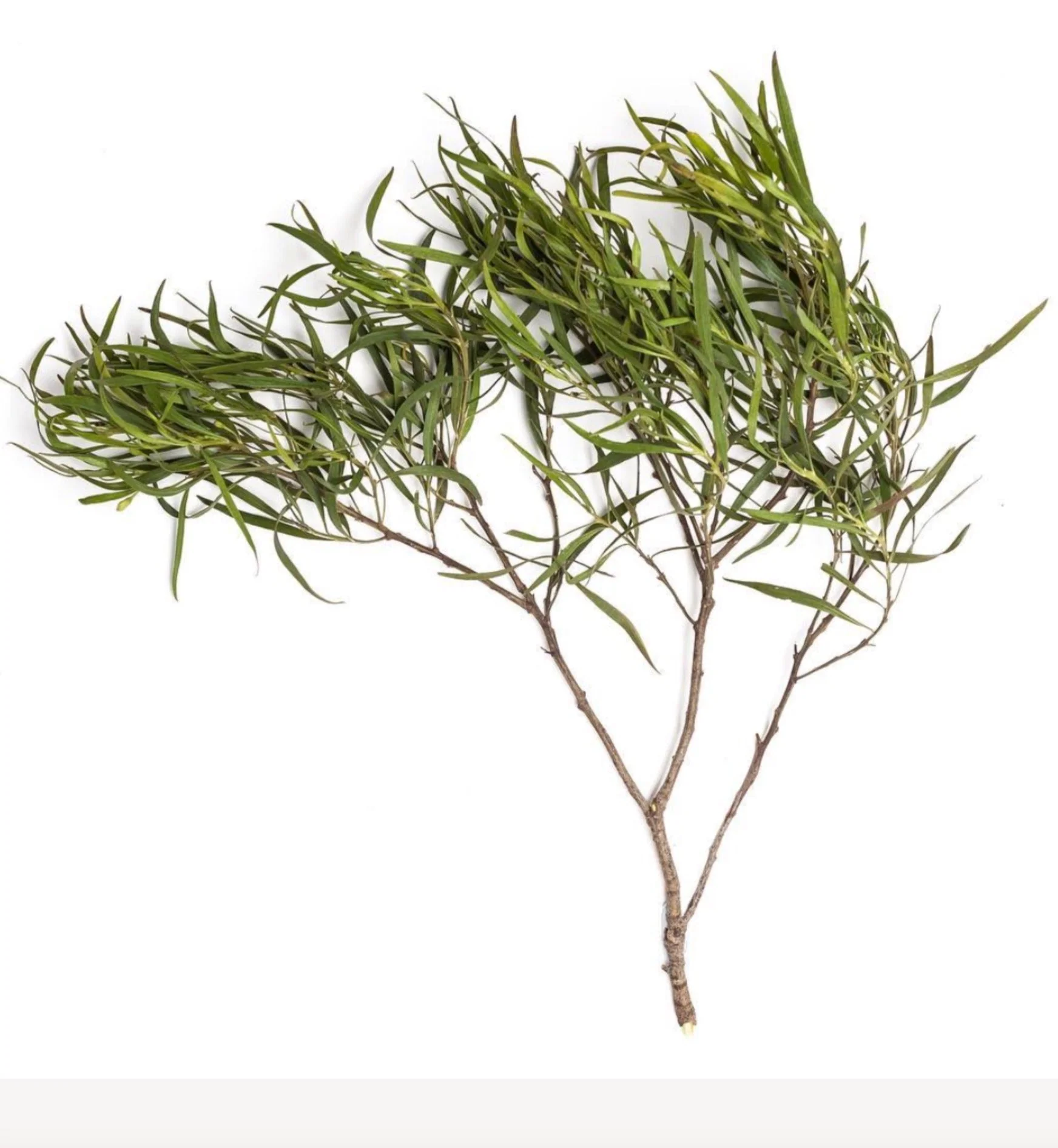 Fragrance Oil Singles - Image 3