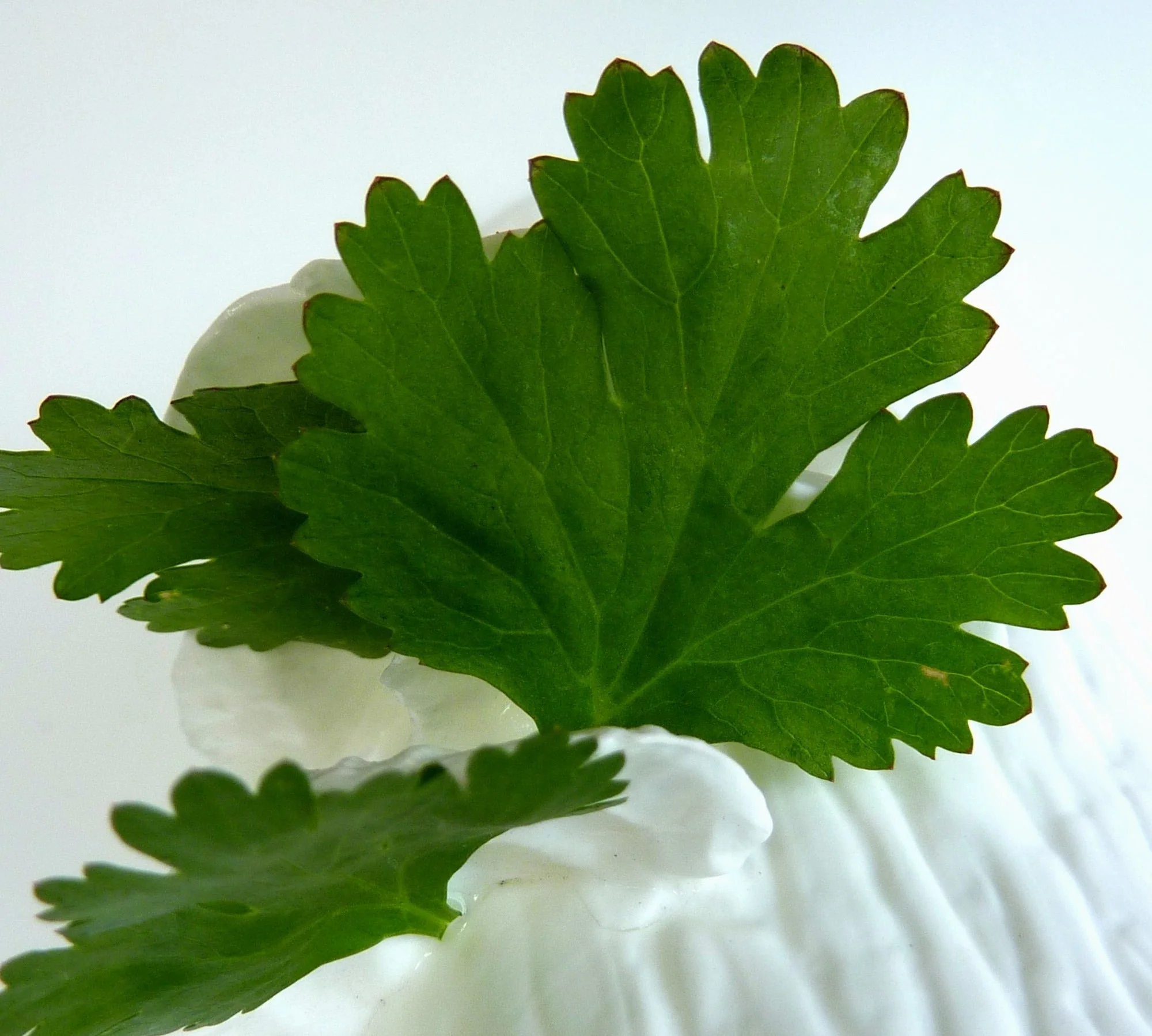 Fragrance Oil Singles - Image 9