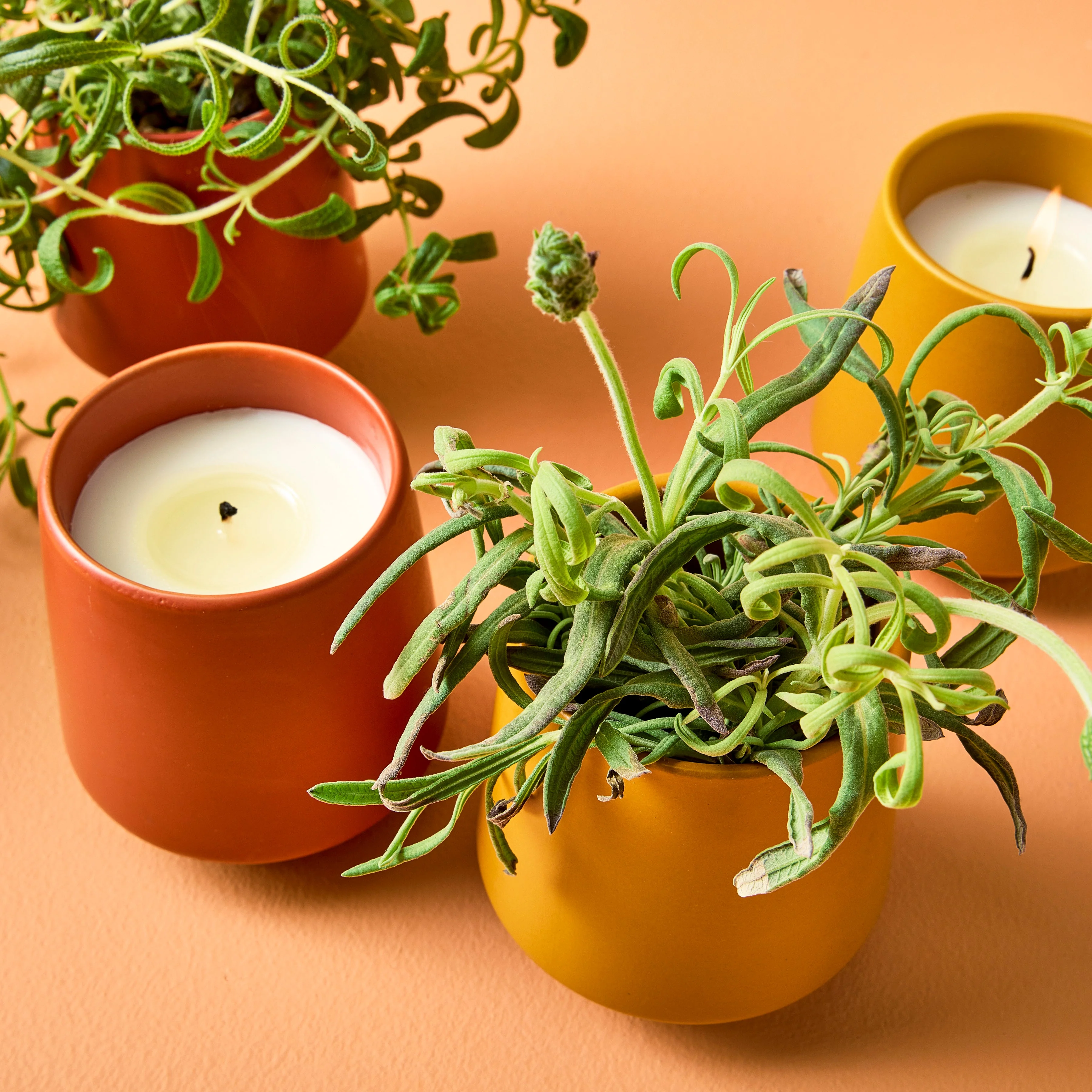 Rooted Candles - Image 6