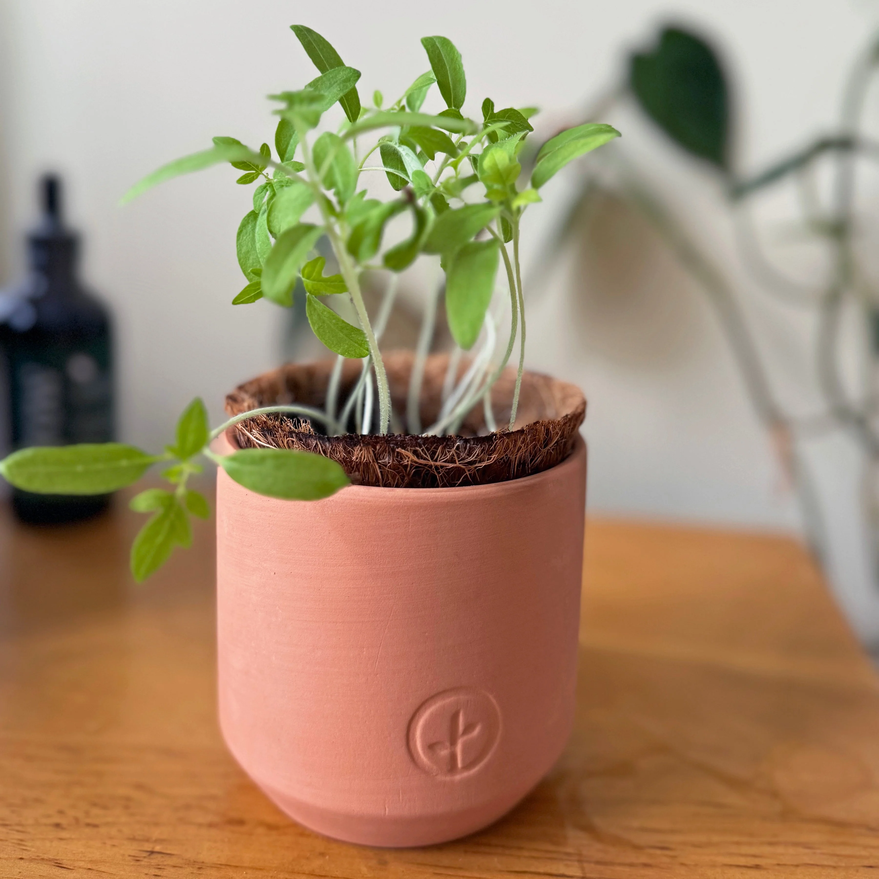 Tiny Terracotta Garden Kits - Image 13