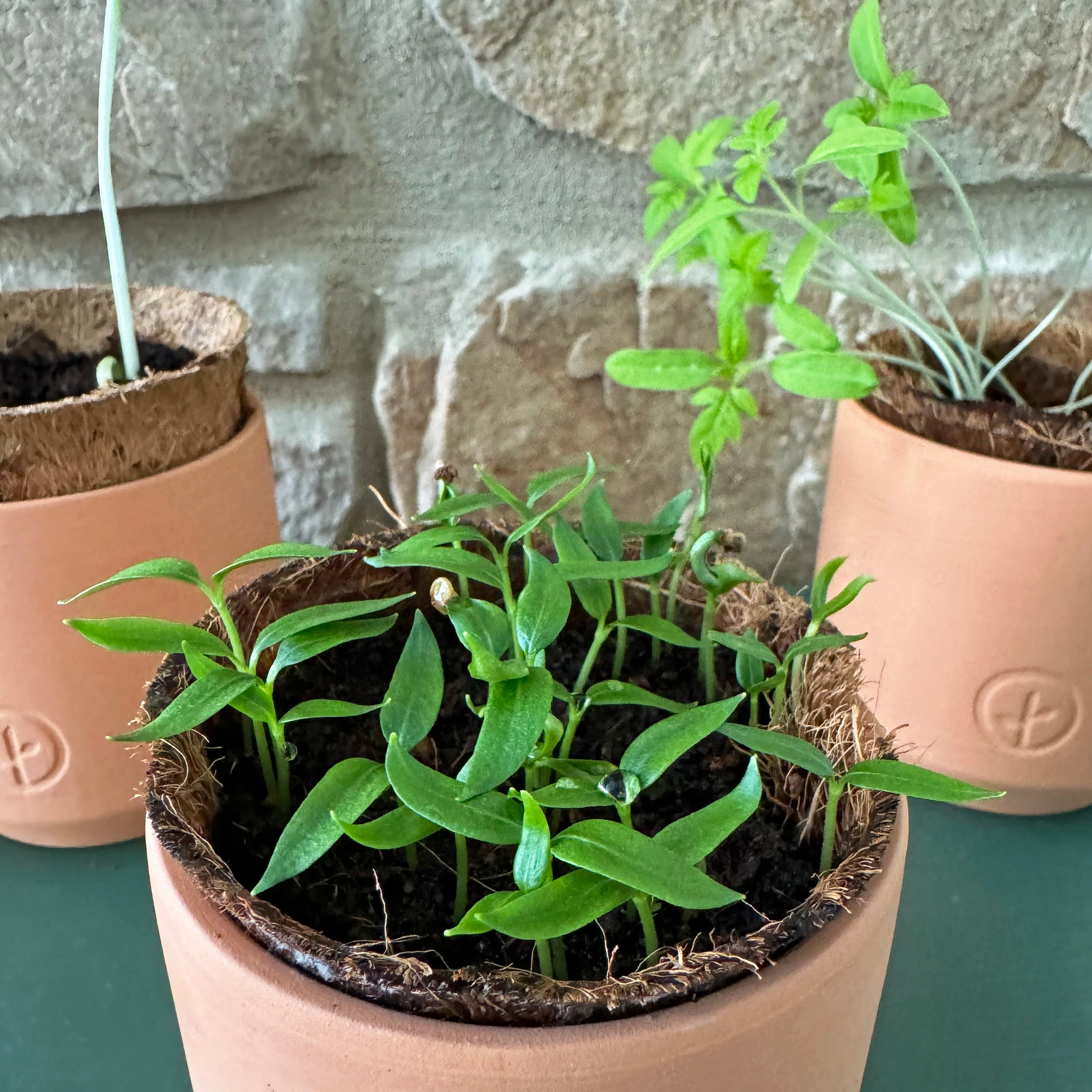 Tiny Terracotta Garden Kits - Image 15